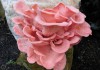 Фото Вешенка розовая – семена