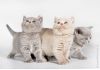 Фото Шикарные британские котята на продажу 