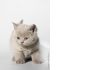 Фото Шикарные британские котята на продажу 